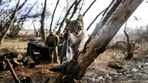 O pisică sălbatică a pus în pericol o specie rară din Noua Zeelandă. Cum s-a încheiat urmărirea care a durat trei ani
