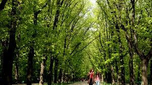 Rechinii imobiliari au hăcuit Parcul Herăstrău