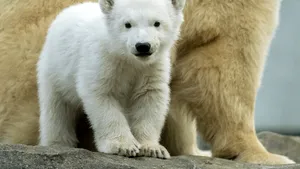 Groază în vremea coronavirusului. Animalele de la zoo ar putea fi lăsate să se mănânce între ele, spun oficialii unei astfel de grădini zoologice