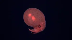 Există viaţă şi „animale ciudate” şi în cel mai „infernal” habitat oceanic