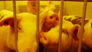 UE extinde interdicţia exportului de carne de porc din România şi Bulgaria