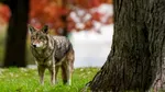 Teroare într-o localitate italiană unde câțiva oameni au fost atacați de un animal: „Ar putea fi un lup”