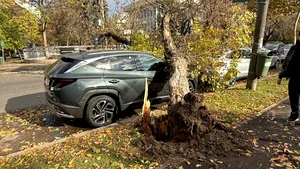 Un copac s-a prăbușit peste o mașină în cartierul Nordului din Capitală | FOTO-VIDEO