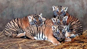 FOTO | Descoperire îngrozitoare: Patru fetuşi de tigru au fost găsiţi într-un borcan