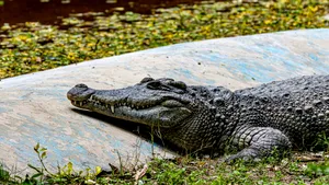 Băiat de 3 ani, rănit grav în țarcul cu crocodili la o grădină zoologică din Marea Britanie. Un bărbat a fost arestat 