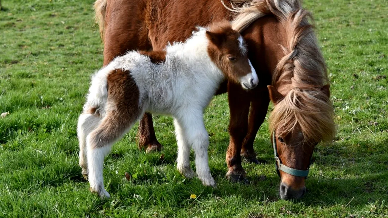 Poneii care fac bine fără să știe. Cum ajută o turmă de animale serviciile medicale de urgență dintr-o comunitate