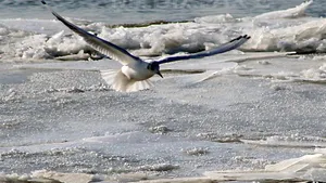 Bărbat salvat cu elicopterul de pe o bucată de gheaţă plutitoare în Deltă