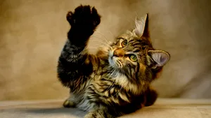 Ce văd animalele atunci când se privesc în oglindă