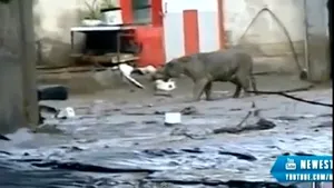 Mai multe animale au evadat de la grădina zoologică în urma inundaţiilor din capitala Georgiei - VIDEO