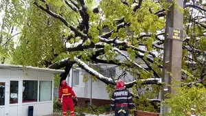 Un copac secular a căzut peste o clădire a Spitalului Voila din Câmpina