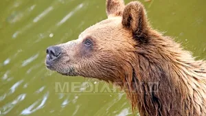 Autorităţile sanitare stabilesc dacă ursul împuşcat este cel care a atacat trei oameni. Patrule de poliţişti şi jandarmi, încă în zonă