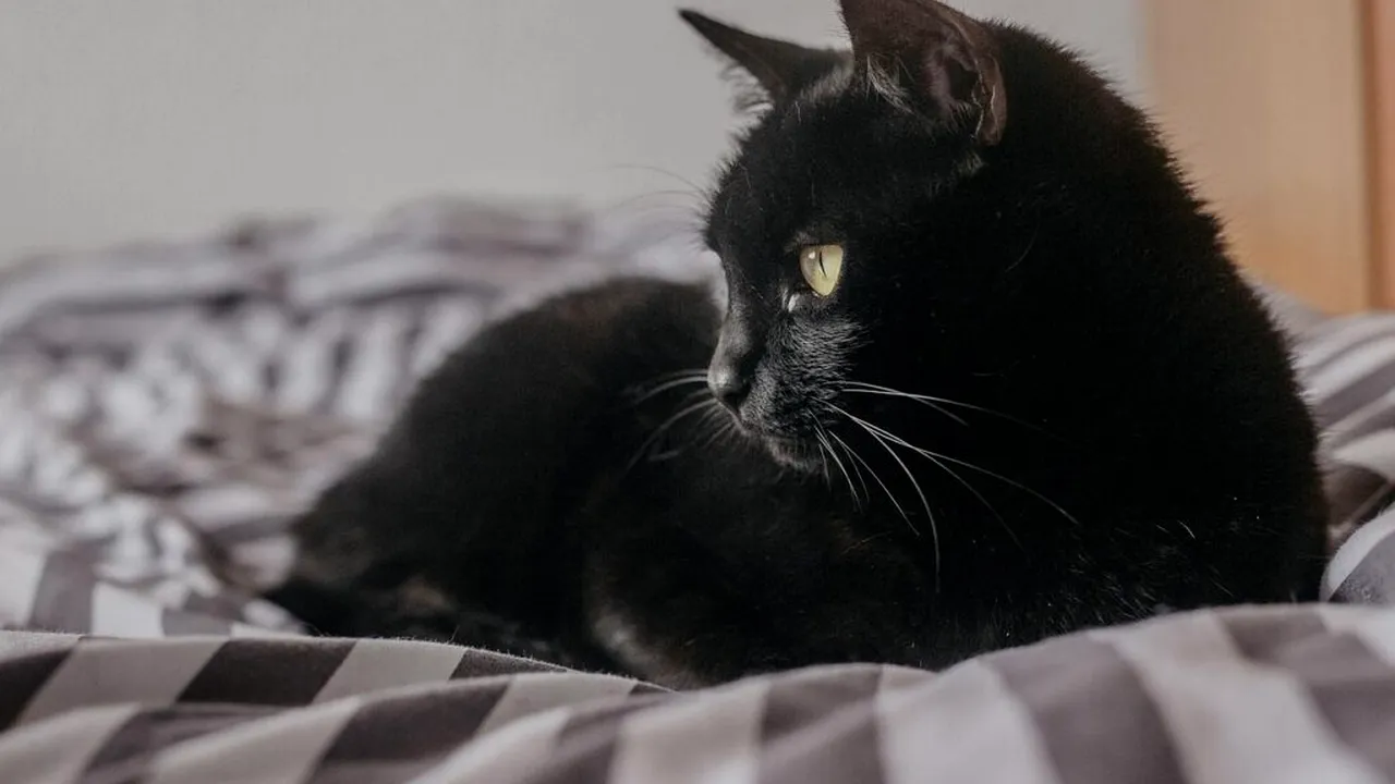 Un oraș spaniol interzice adopțiile de pisici negre de teama „ritualurilor” de Halloween