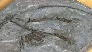 Scheletul celui mai vechi strămoş cunoscut al oamenilor, descoperit în China: 