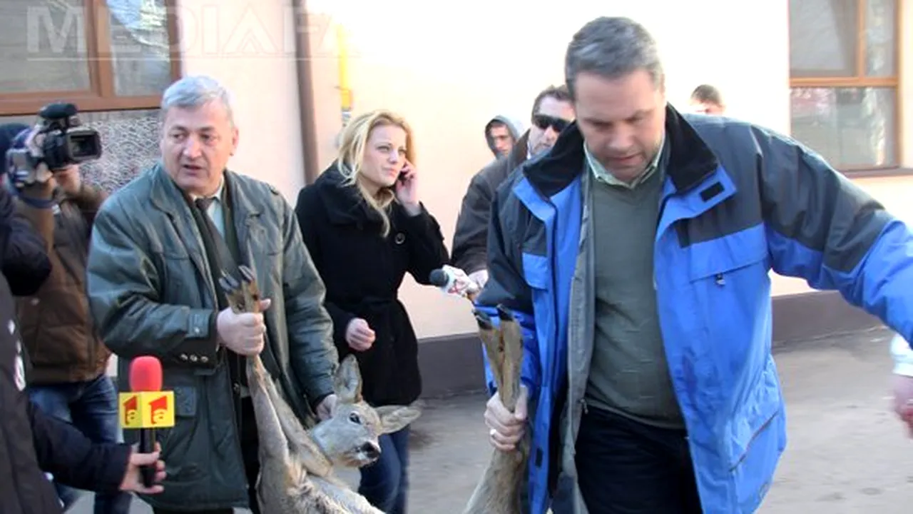 O căprioară s-a plimbat pe străzile din Piteşti, apoi s-a refugiat în curtea unei grădiniţe
