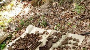 Vestigii din război, descoperite în judeţul Vrancea