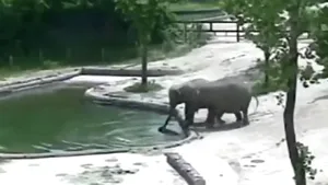 Înduioşător. Momentul în care un pui de elefant cade într-un ochi de apă şi riscă să să înece, dar este salvat la timp