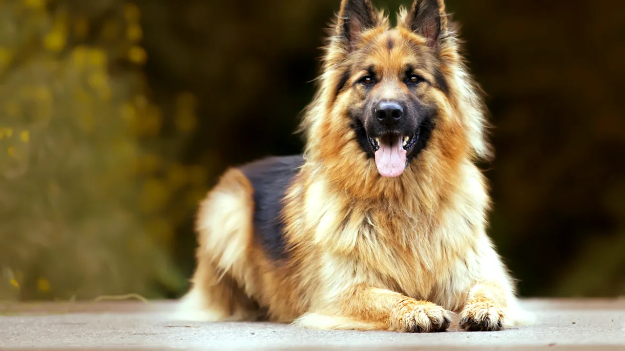 Germania, sursa multor rase canine populare: 