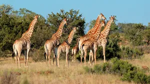 Cineastul Carlos Carvalho a murit după ce a fost lovit de o girafă