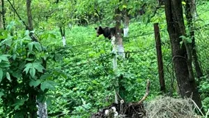 Patru urşi şi-au făcut culcuş în mijlocul unei localităţi din Vrancea. Autorităţile încearcă să-i alunge