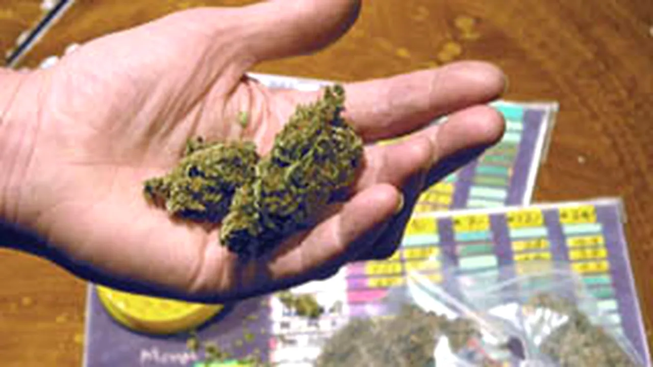 Major Romanian Cannabis Dealer Arrested