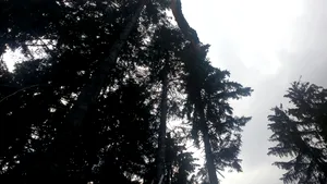 FOTO | Doi parapantişti au rămas agăţaţi în copac, la 20 de metri înălţime, în Buşteni