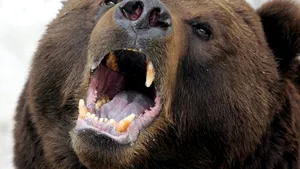 Un cioban a fost atacat de urs, la o stână din Vrancea, transferat la Spitalul din Focşani. El spune că s-a luptat cu ursul