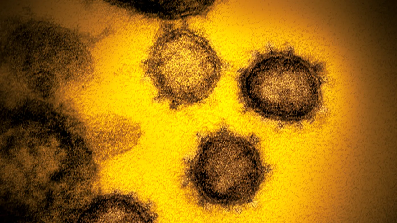 STUDIU. Pandemia de coronavirus a fost aproape să nu se întâmple. Cercetătorii au descoperit când a apărut prima infectare la om