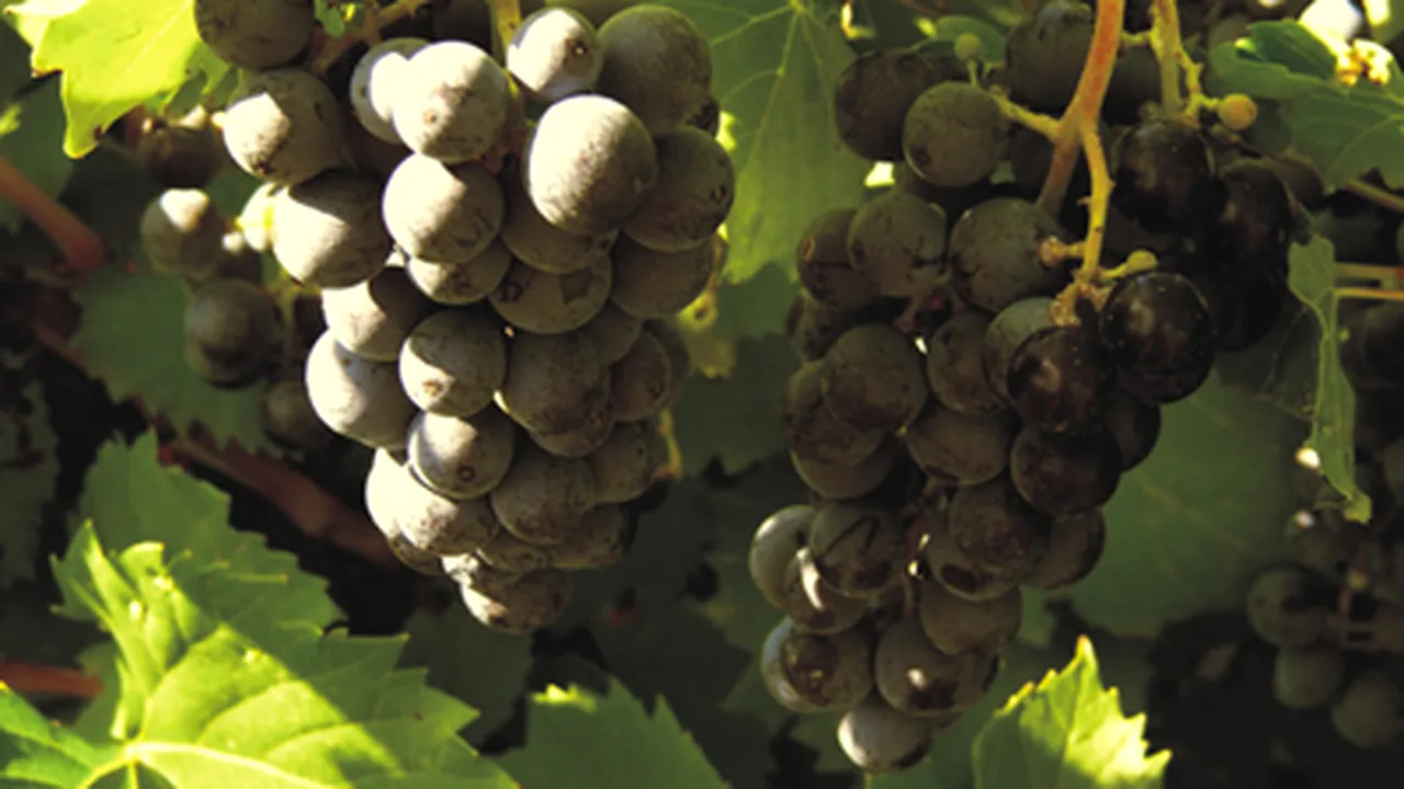Patronatul Viei vrea să limiteze producţia de vin din gospodării