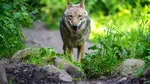 Un lup terorizează o comunitate din sudul Italiei. Animalul a atacat mai mulți copii în parcurile din oraș