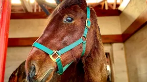 Cazul revoltător al schingiutorului de cai. Final trist pentru calul ars de viu. „Încerca şi îşi dorea să se ridice, era extrem de prezent  şi dorea să ne arate că poate trăi”