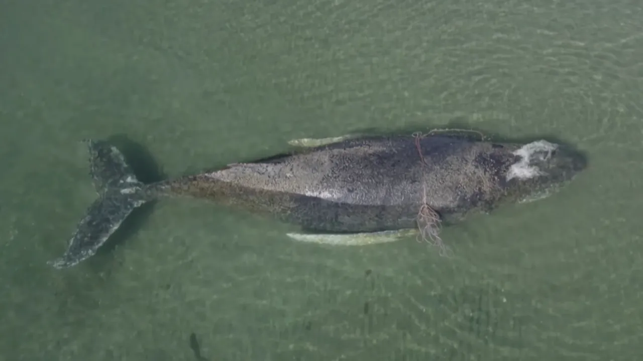 Salvați-l pe Timmy: Operațiunea de salvare a unei balene cu cocoașă care a eșuat de cinci ori