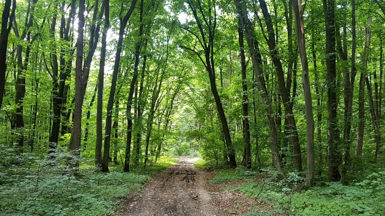 O luptă de ani de zile încheiată în Bucureşti. Parcul şi clubul sportiv Cireşarii revine Primăriei Sectorului 1