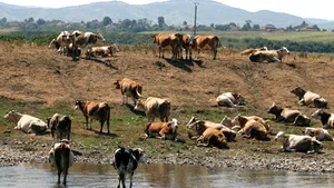 Romania Farming Agency Received RON365M For Payments In Animal Husbandry Sector