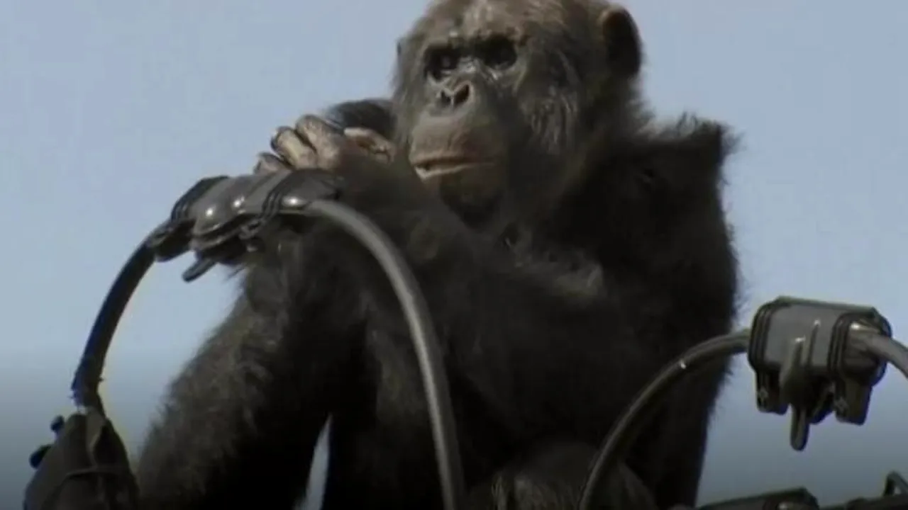 Imagini spectaculoase: Cum a încercat un cimpanzeu să scape de întoarcerea la grădina zoologică după ce evadase de acolo - VIDEO