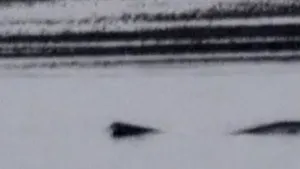 Un nou monstru din Loch Ness? O creatură ciudată a fost filmată în Alaska - VIDEO