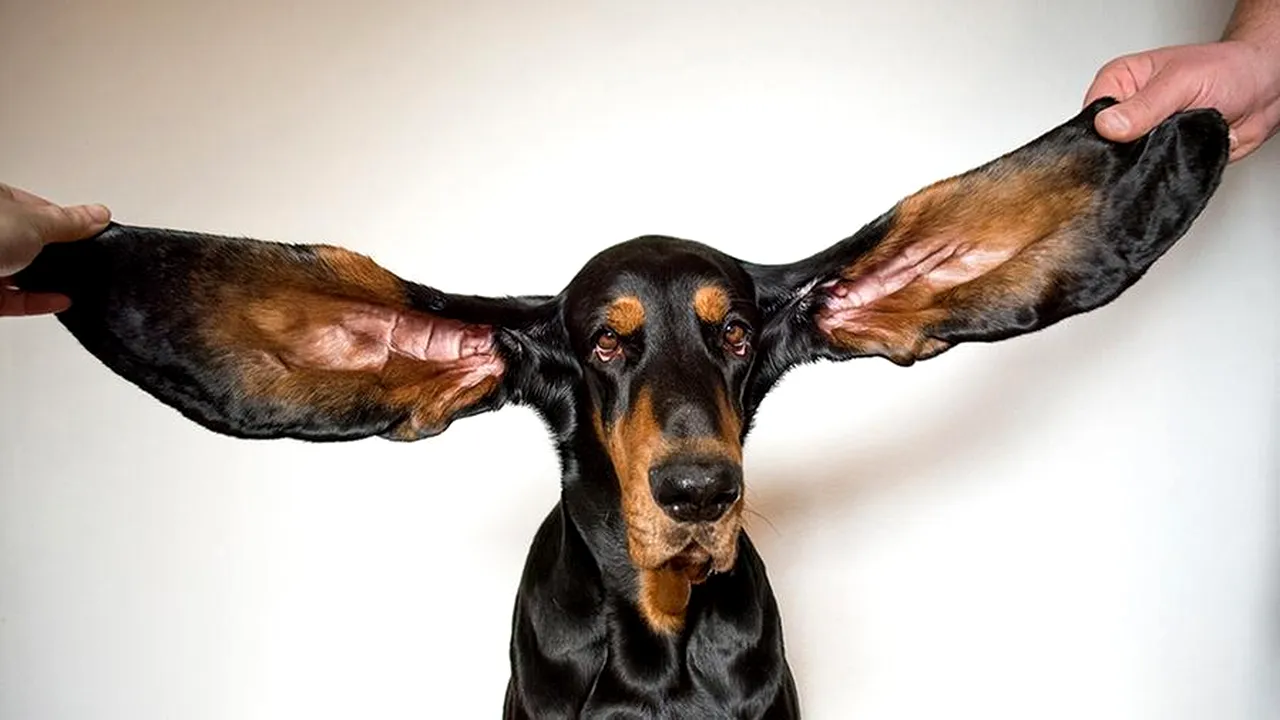 GALERIE FOTO Lou, câinele cu cele mai lungi urechi din lume, a fost adoptat în copilărie. A fost dragoste la prima vedere 
