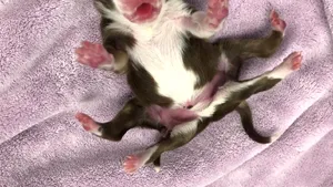 FOTO Căţelul „minune” din Oklahoma, născut cu două cozi şi şase picioare: „Un miracol numit Skipper”