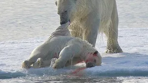 Urşii polari sunt canibali! Imagini şocante cu un pui devorat de un mascul înfometat - FOTO şi VIDEO