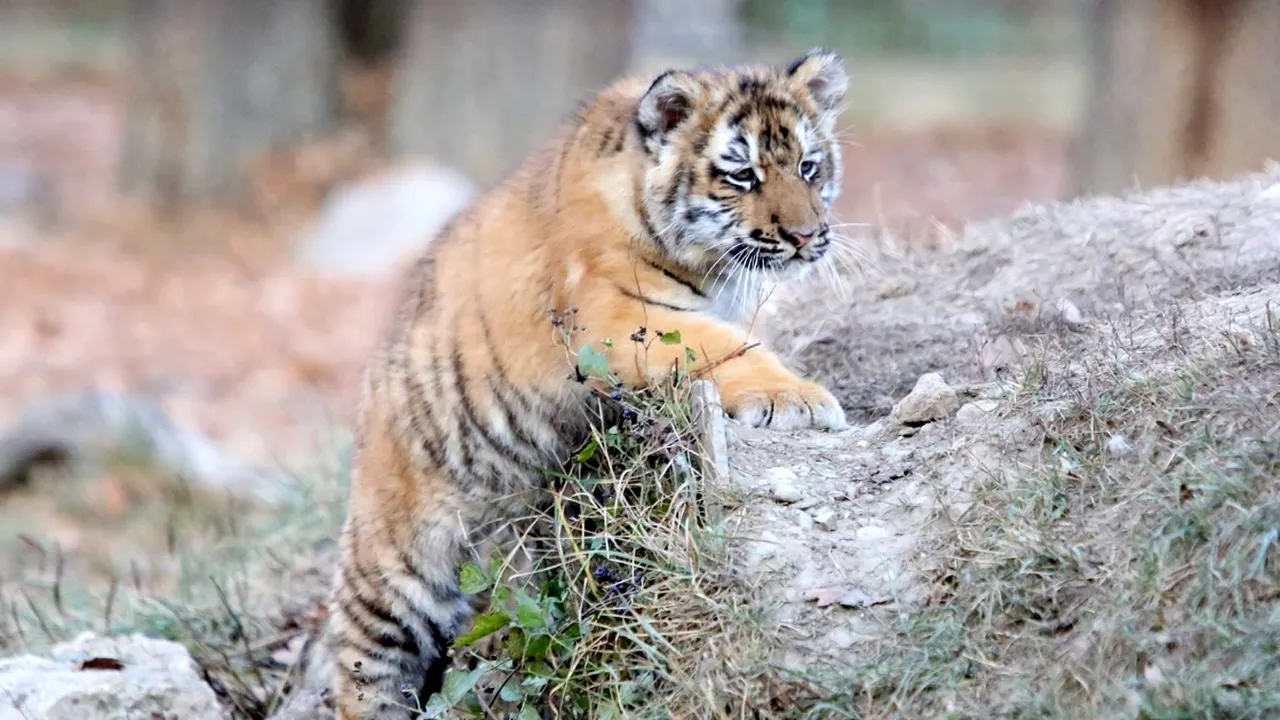 Locuitorii unui municipiu vor alege ce nume îi va fi dat unui pui de tigru născut prematur la Grădina Zoologică