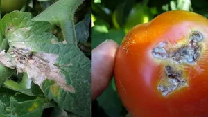 Culturile de roşii de toamnă, dintr-o zonă renumită a României, atacate de 