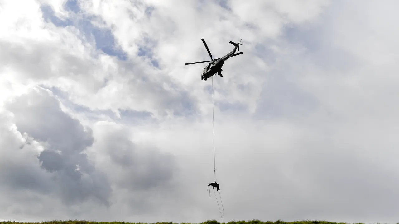 Un elveţian a schimbat expresia “când o zbura porcul” cu una mai potrivită şi anume: “când o zbura vaca”. Omul a coborât animalul rănit de pe munte cu un elicopter