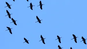 Imagini rare. Cocorii au revenit în Delta Dunării