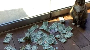 O pisică a fost adusă într-un birou pentru a prinde şoarecii, dar a început să aducă mulţi bani, în schimb | GALERIE FOTO