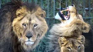 Cinci lei de la fosta Grădină Zoologică din Baia Mare, închisă în 2013, pleacă spre Africa - FOTO