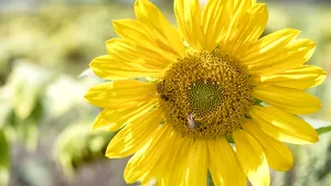 METEO Căldura persistă până la sfârșitul lunii august. Prognoza ANM pentru următoarele patru săptămâni