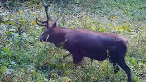 Imagini inedite cu un cerb, surprinse cu ajutorul camerelor cu senzori din Munţii Rodnei