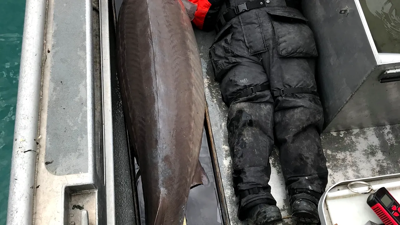 „Monstrul de pe râu”. Un sturion de peste 100 de ani a fost prins în SUA
