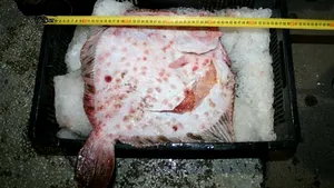 Pescador turcesc încărcat cu sute de kilograme de calcan fără documente, interceptat în Marea Neagră