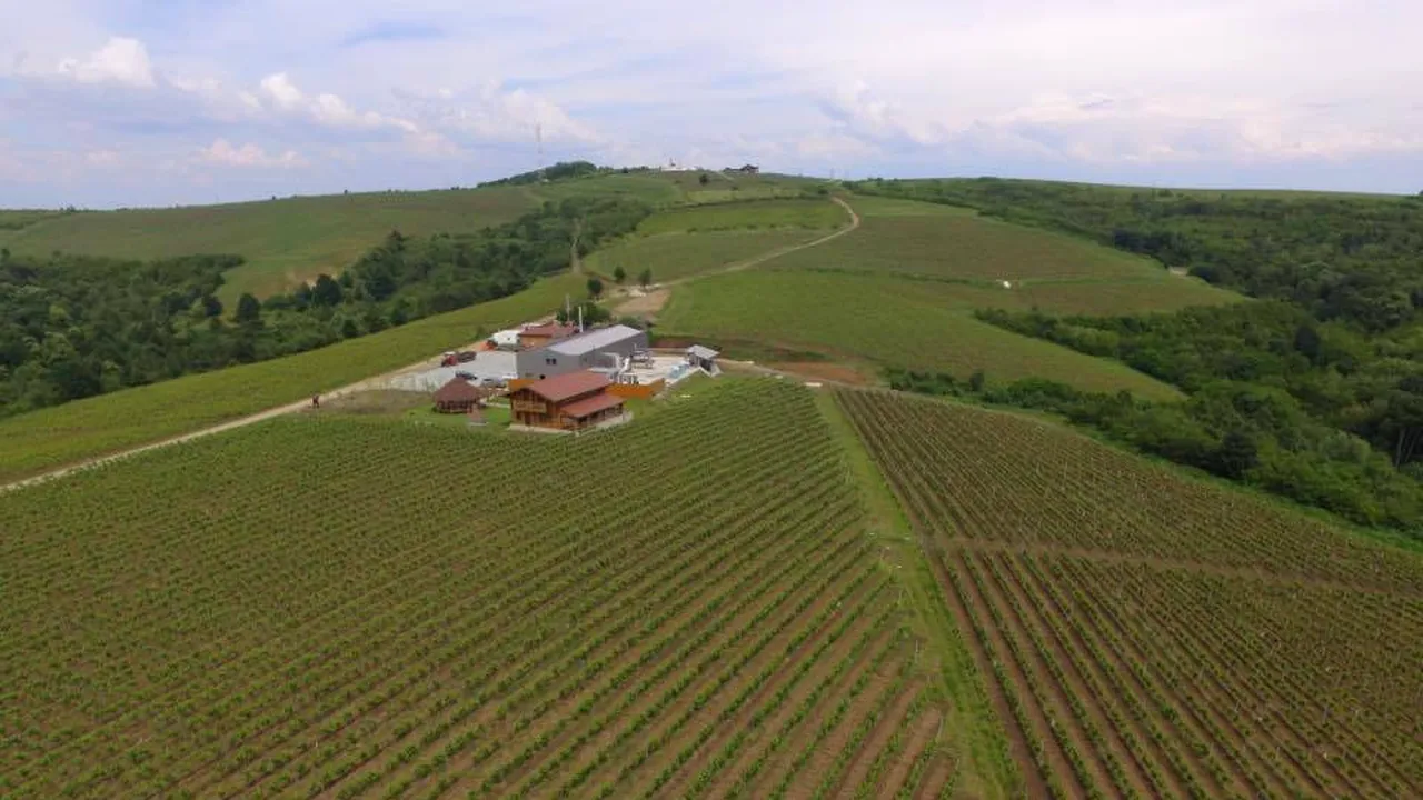 Cum a făcut un stomatolog român o afacere de succes din viticultură. Acum deţine 48 de hectare de viţă de vie şi o cramă de renume