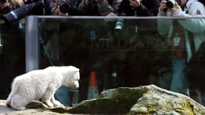 Ursul polar Knut va avea un monument la Grădina Zoologică din Berlin